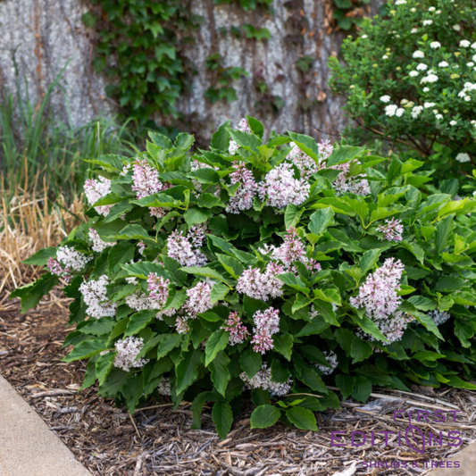 Little Lady Lilac | Syringa x 'Jeflady'