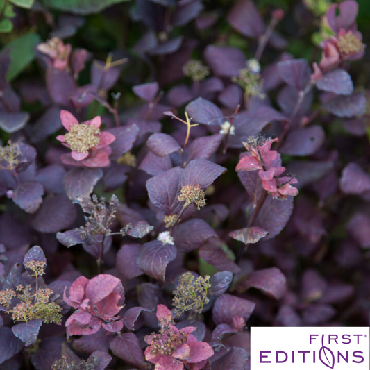 Pink Sparkler Birchleaf Spirea | Spiraea betulifolia