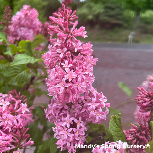 Miss Canada Lilac | Syringa