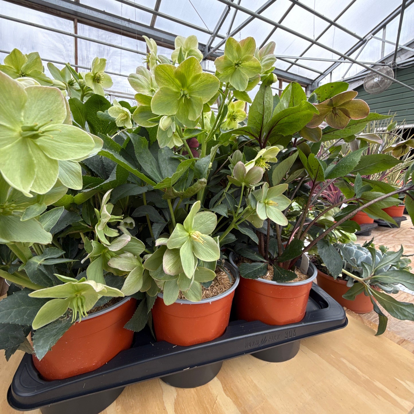 Assorted Hellebore | Helleborus