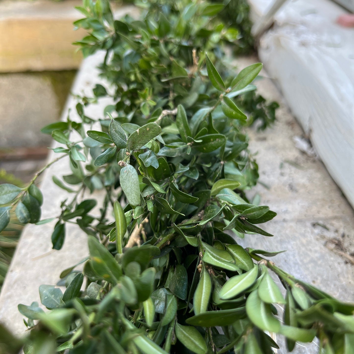 Boxwood Garland & Roping - Hypoallergenic (PRE-ORDER)