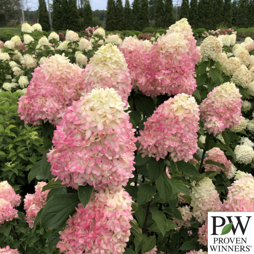 Limelight Prime Hydrangea | Hydrangea paniculata