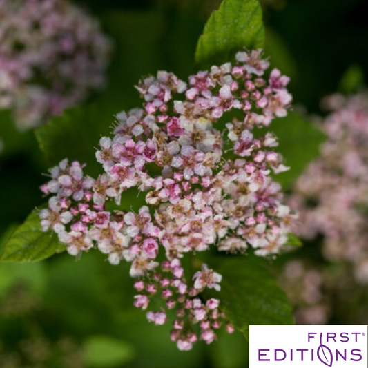 Pink Sparkler Birchleaf Spirea | Spiraea betulifolia