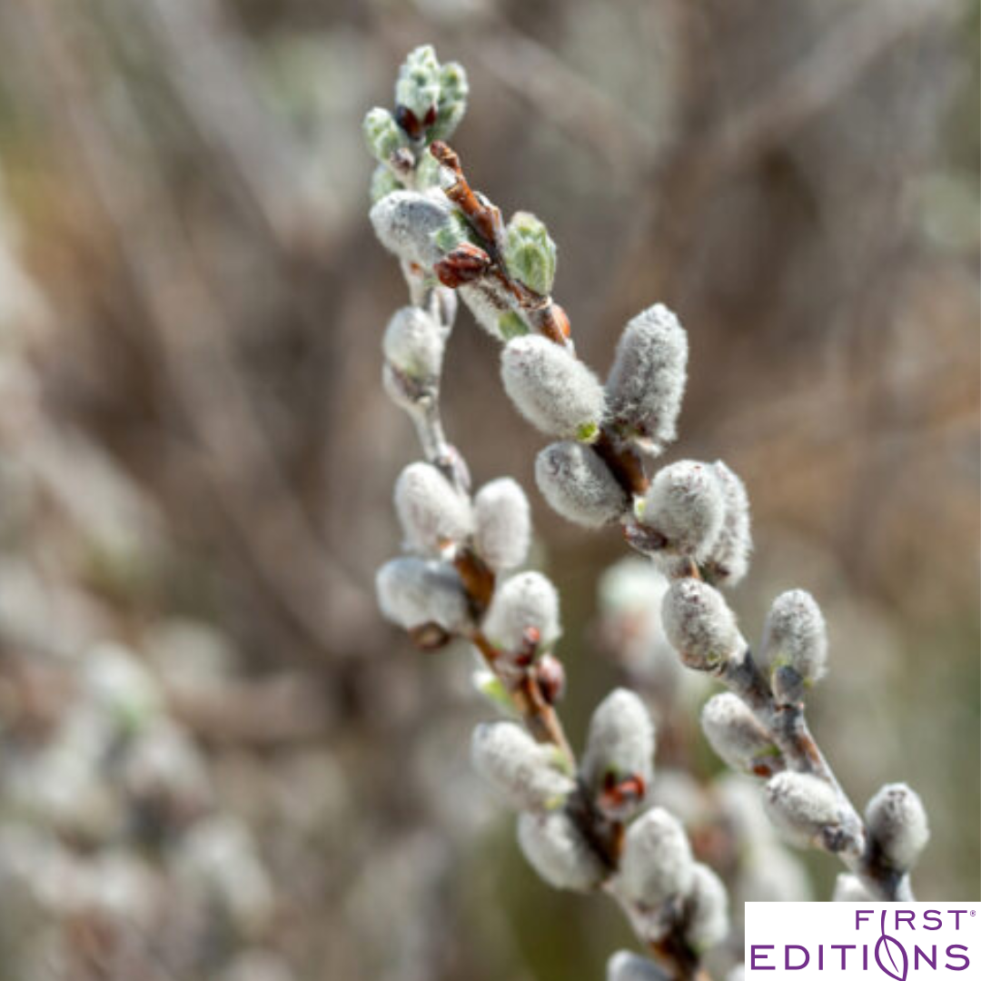 Iceberg Alley Sageleaf Willow | Salix candida