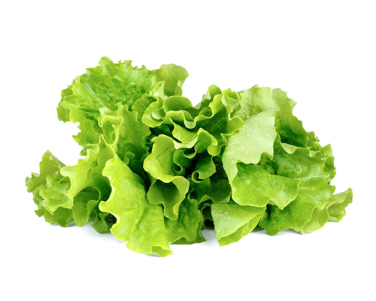 Green Lettuce Plant Pods 9-pack