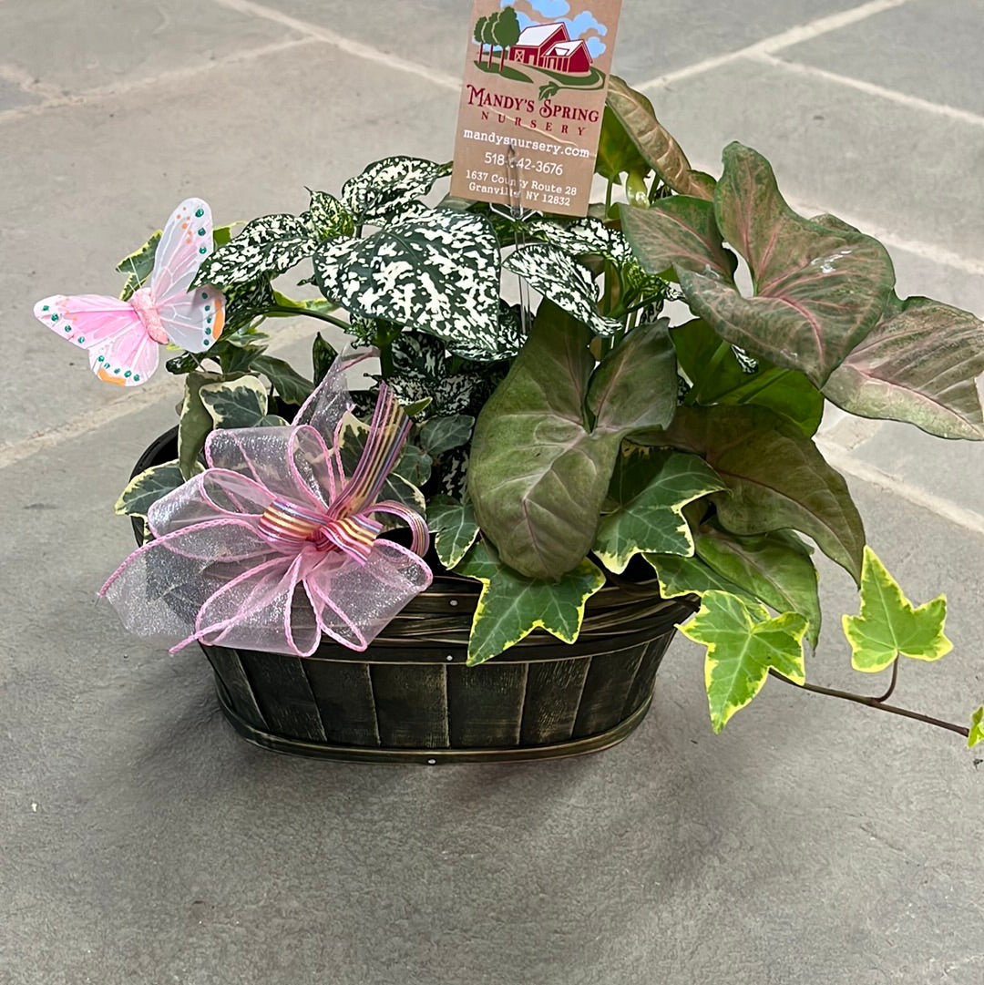 Houseplant Dish Garden | Assorted houseplant species