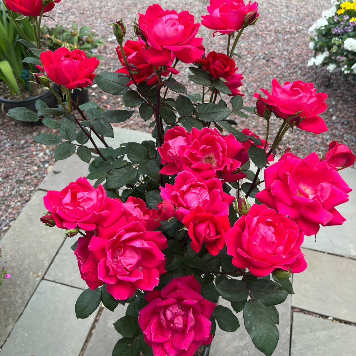 Double Pink Knock Out Rose Tree-Form | Rosa