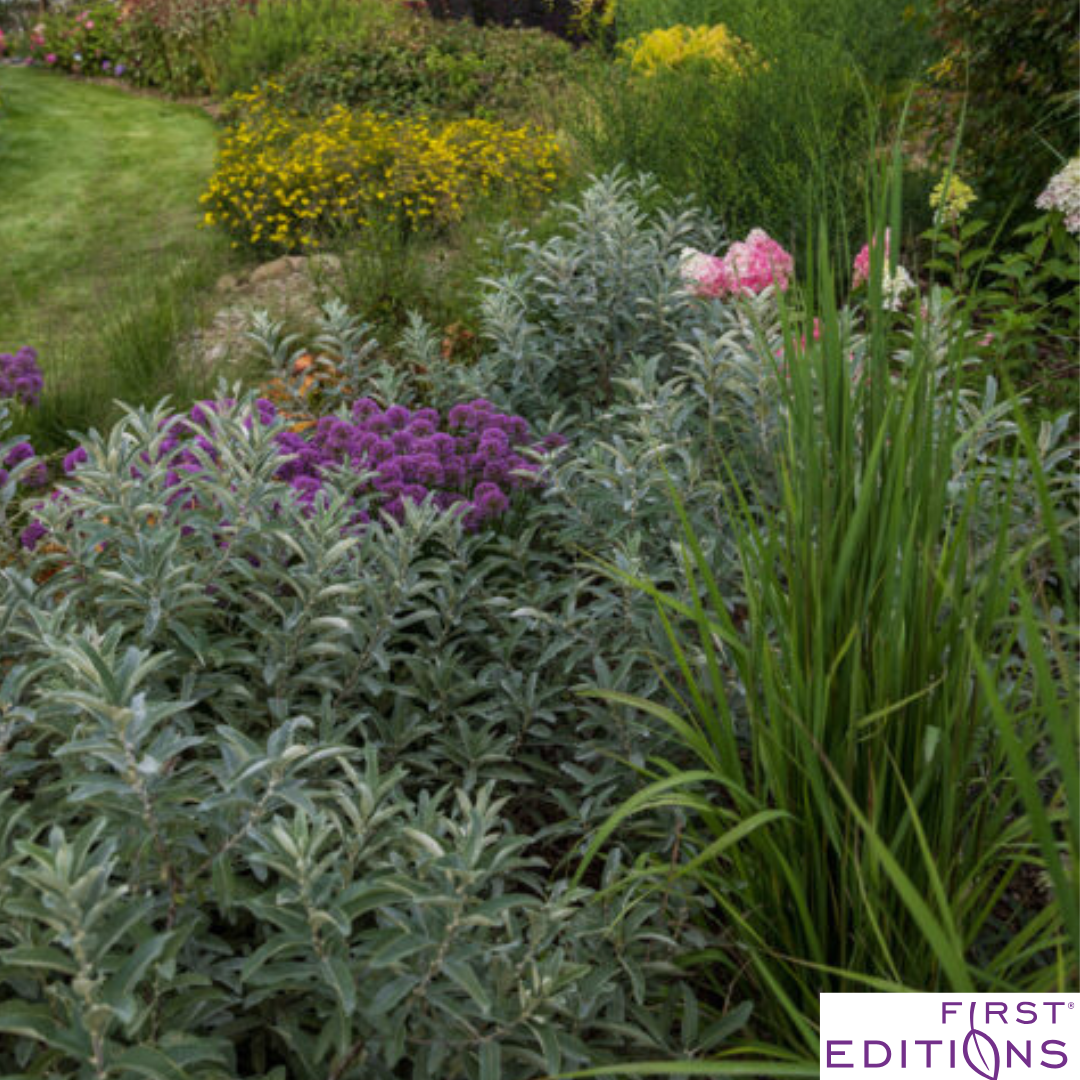 Iceberg Alley Sageleaf Willow | Salix candida