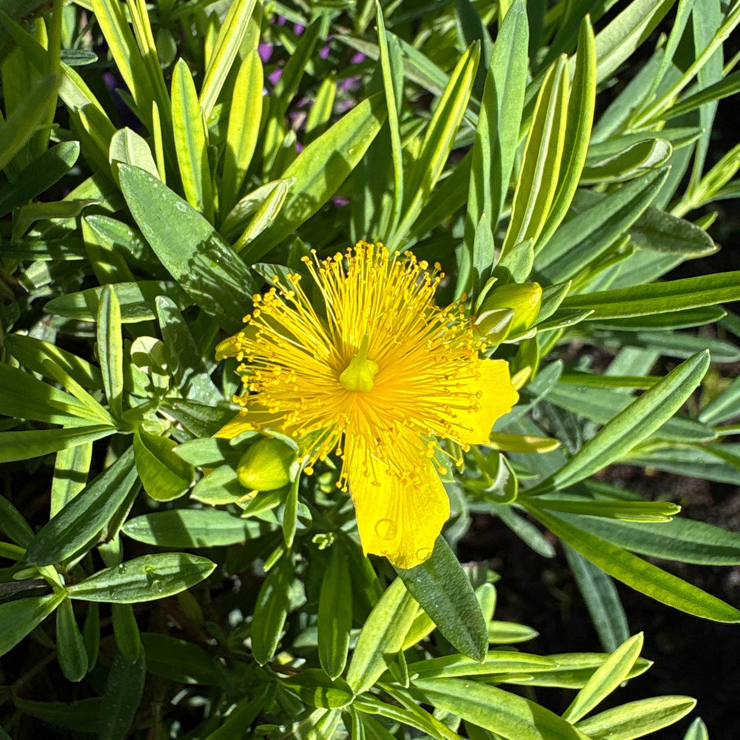 'Cobalt-N-Gold' Hypericum