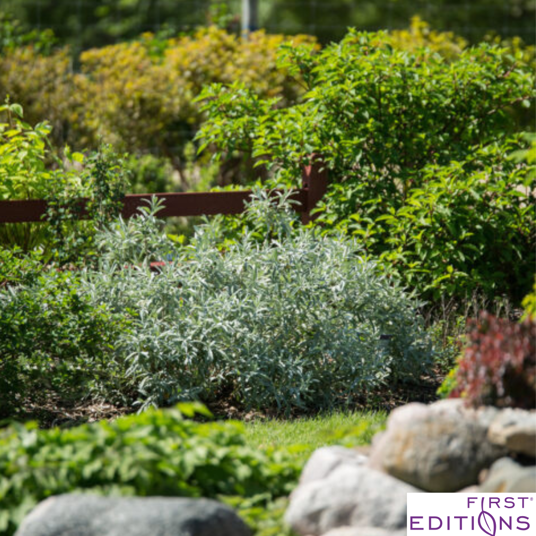 Iceberg Alley Sageleaf Willow | Salix candida