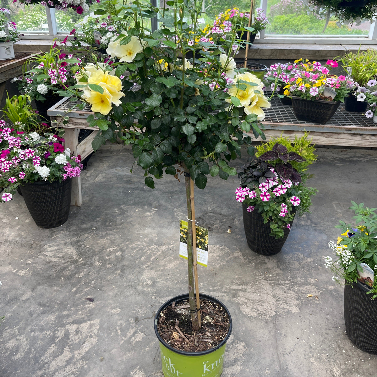 Easy Bee-zy Knock Out Rose Tree-Form | Rosa