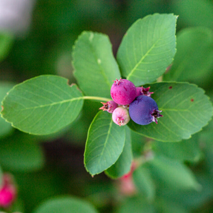 First Editions® Standing Ovation™ Serviceberry | Amelanchier