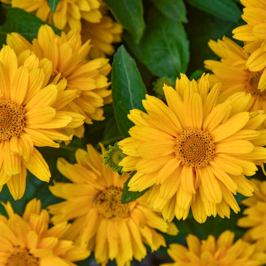 'Athena Gold' False Sunflower | Heliopsis helianthoides