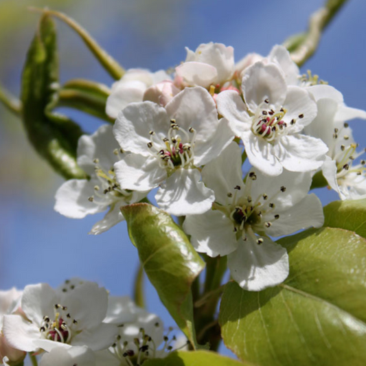 Autumn Blaze Pear | Pyrus calleryana