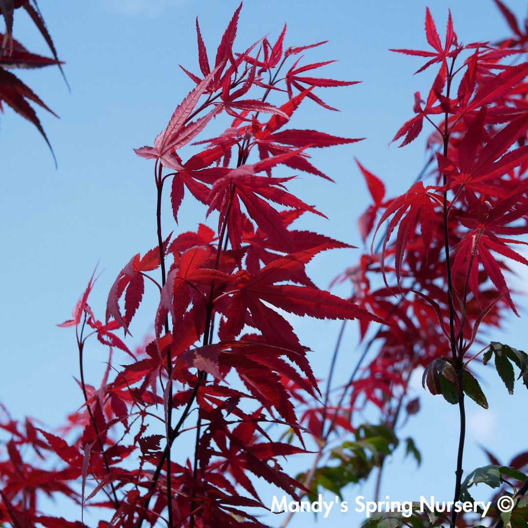 Japanese Maple Bloodgood | Acer palmatum