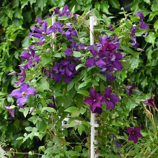 Boulevard® Ayako™ Clematis