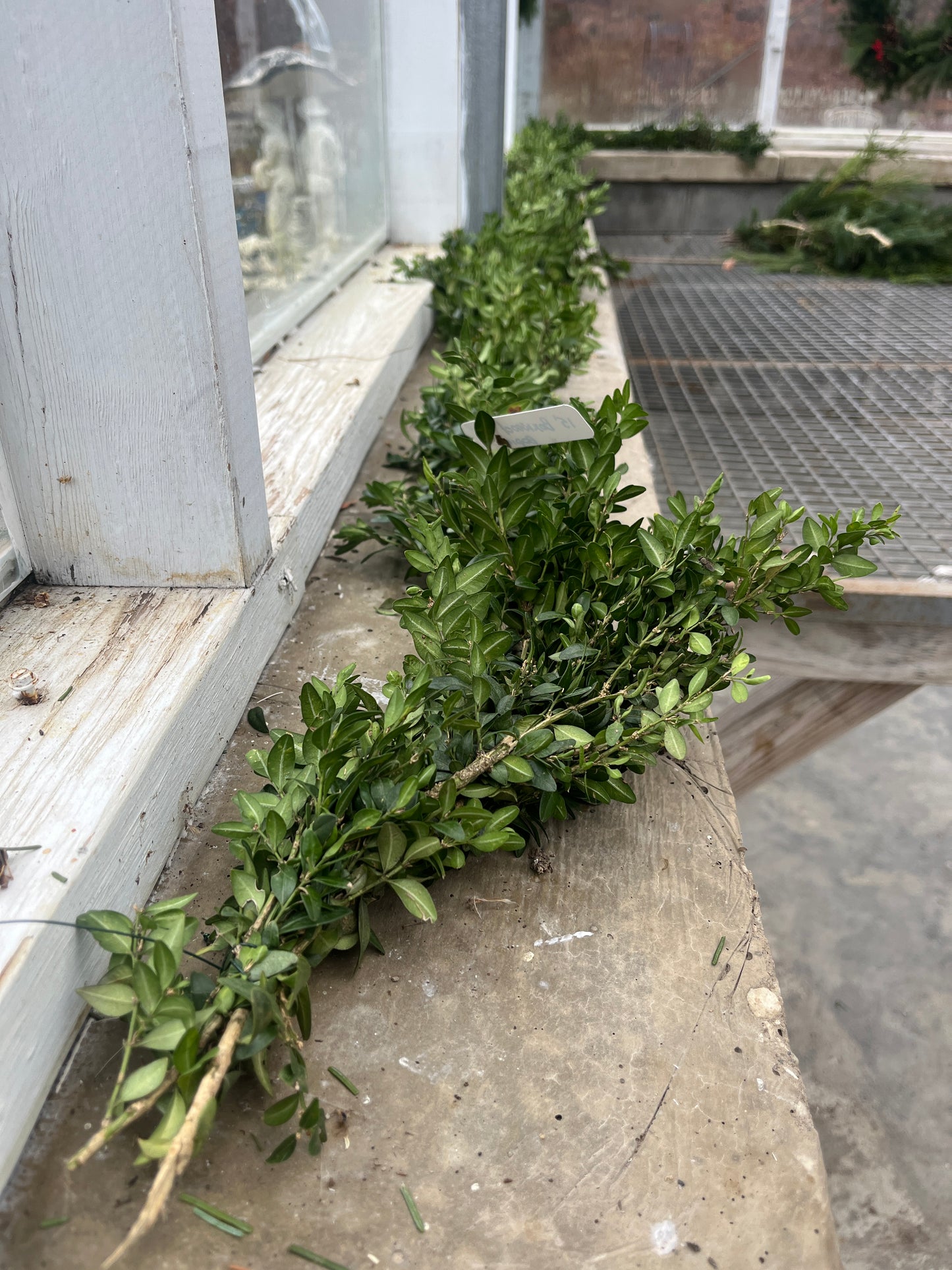 Boxwood Garland & Roping - Hypoallergenic (PRE-ORDER)