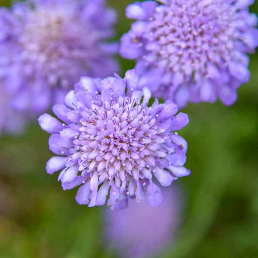 Butterfly Blue Pincushion | Scabiosa columbaria