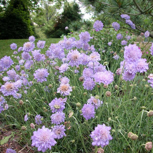 Butterfly Blue Pincushion | Scabiosa columbaria