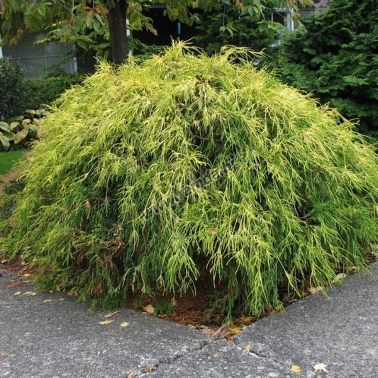 Sungold' Threadleaf False Cypress | Chamaecyparis pisifera 'Sungold'