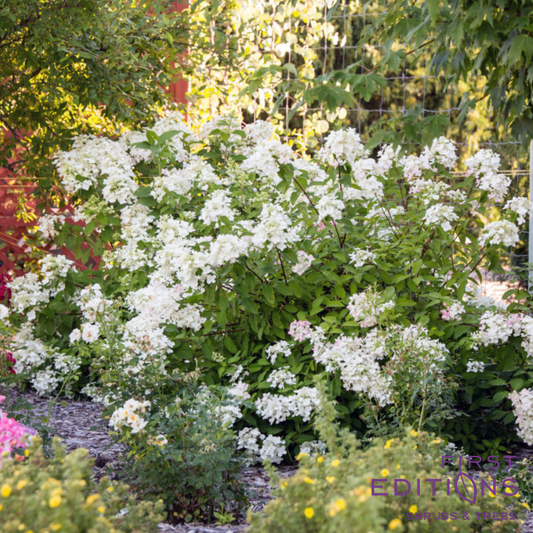 Diamond Rouge® Panicle Hydrangea | Hydrangea paniculata