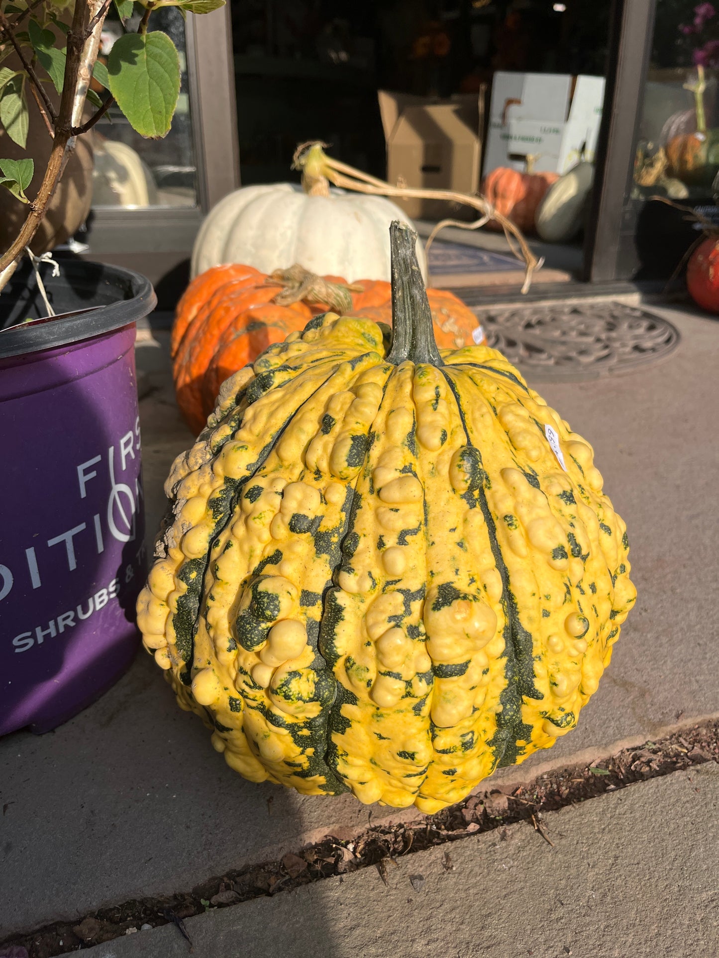 Assorted Pumpkins & Gourds