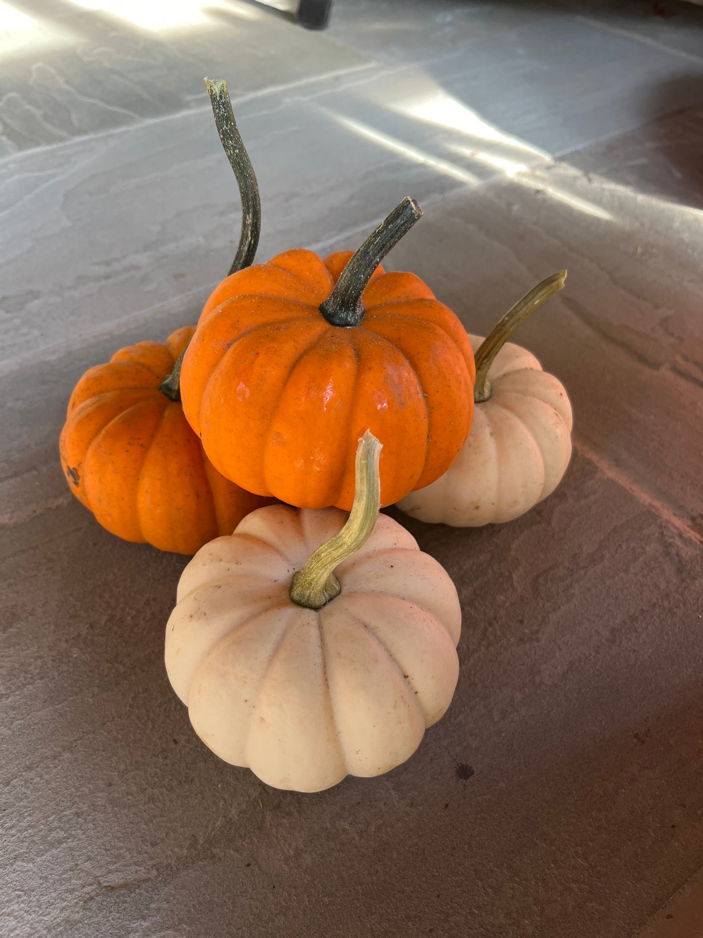 Assorted Pumpkins & Gourds