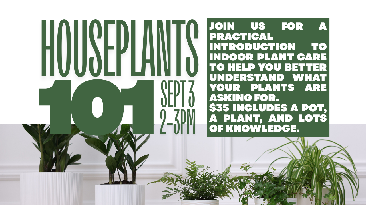 Houseplant 101: The Basics September 3
