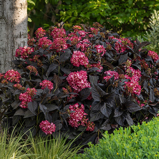 Eclipse® Bigleaf Hydrangea | Hydrangea macrophylla 'Bailmacseven'