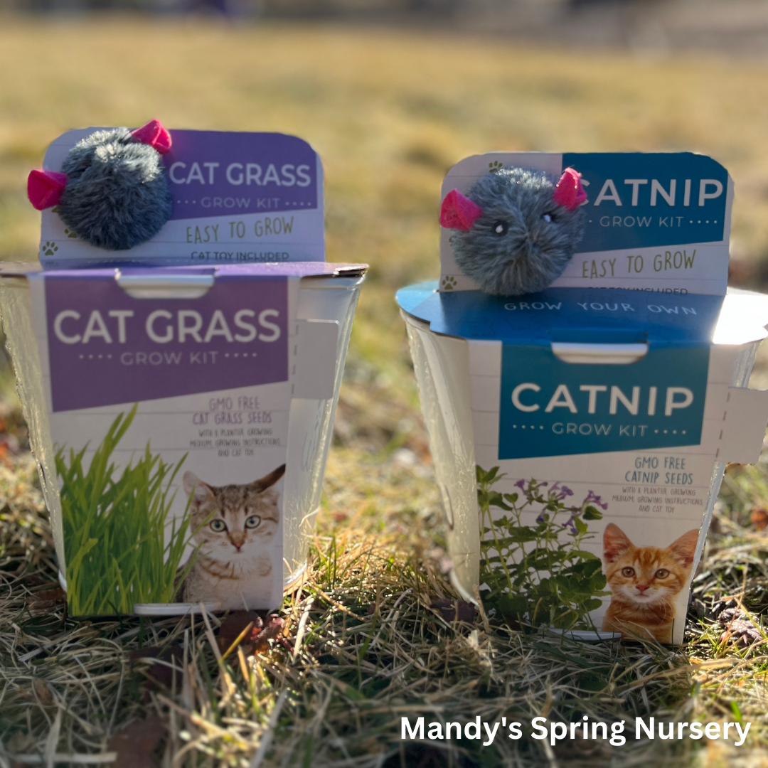 Cat Grass Grow Kits