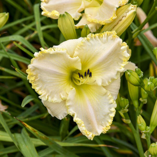 'Marquee Moon' Daylily | Hemerocallis