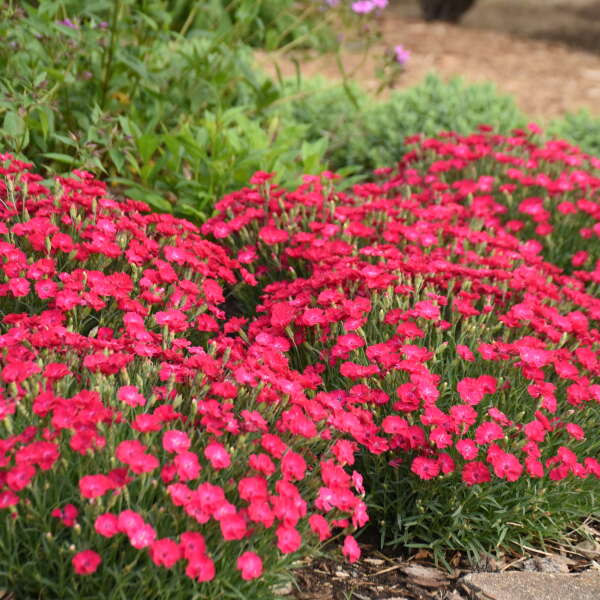 'Paint the Town Red' Dianthus
