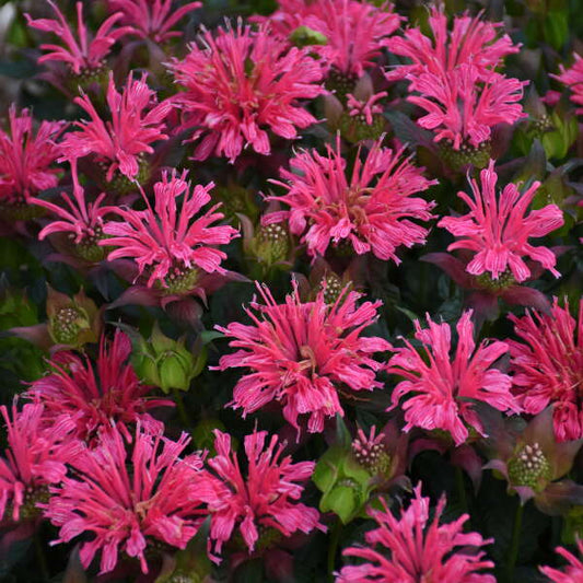 'Pardon My Rose' Bee Balm | Monarda didyma
