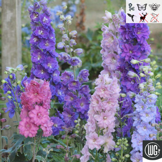 Delphinium New Zealand 'Mini Stars' | Dwarf Hybrid Bee Delphinium