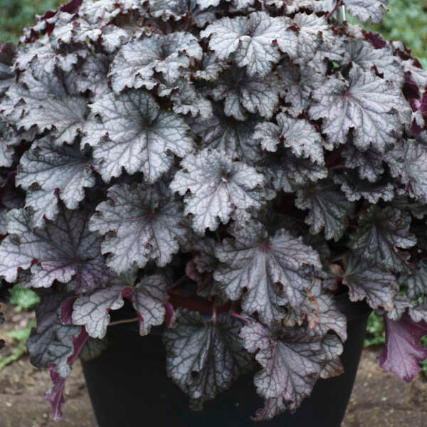 'Prom Dress' Coral Bells | Heuchera