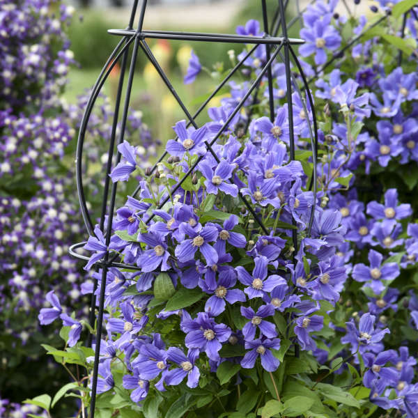 'Rain Dance' Reblooming Bush Clematis