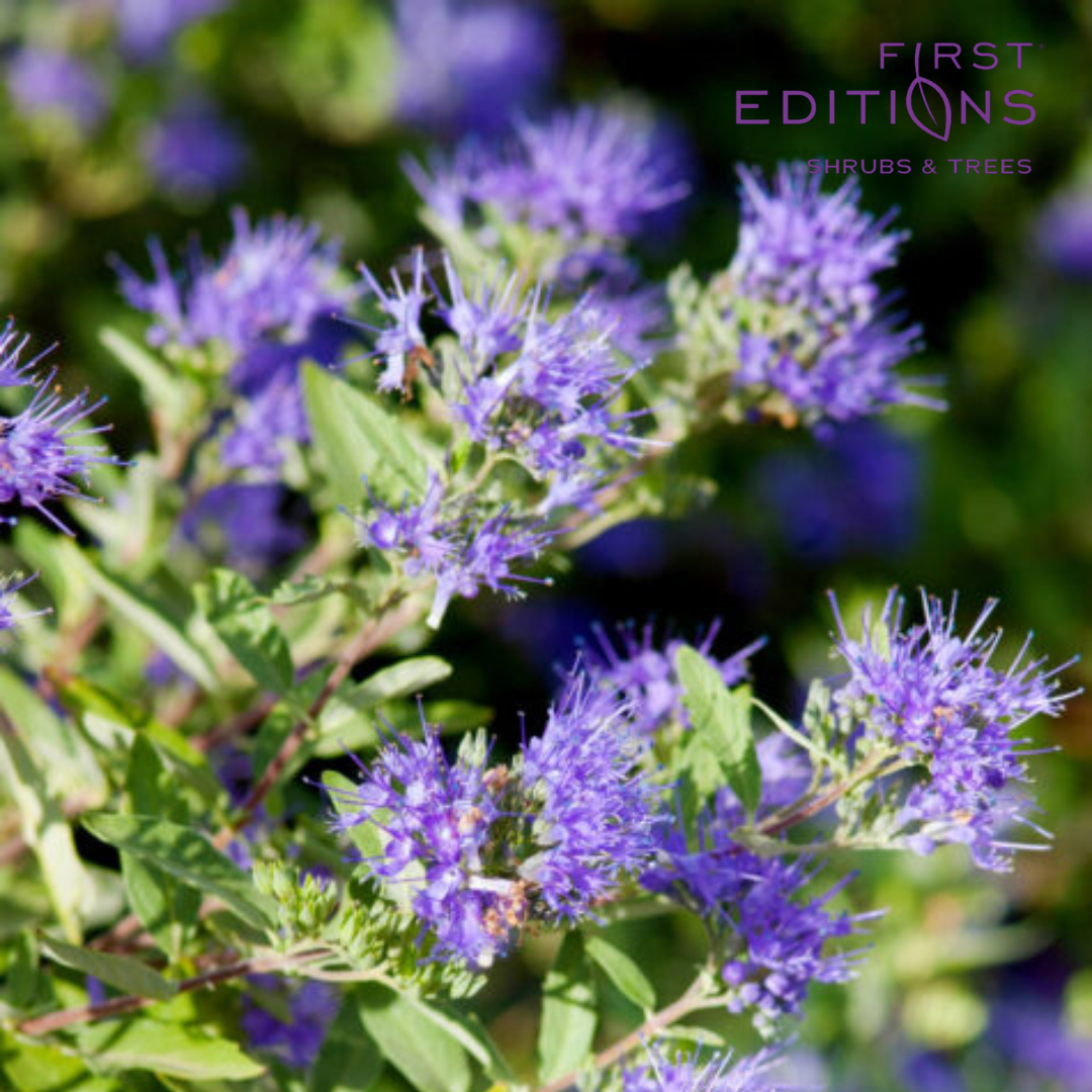 Sapphire Surf™ Bluebeard | Caryopteris x clandonensis 'Blauer Splatz'