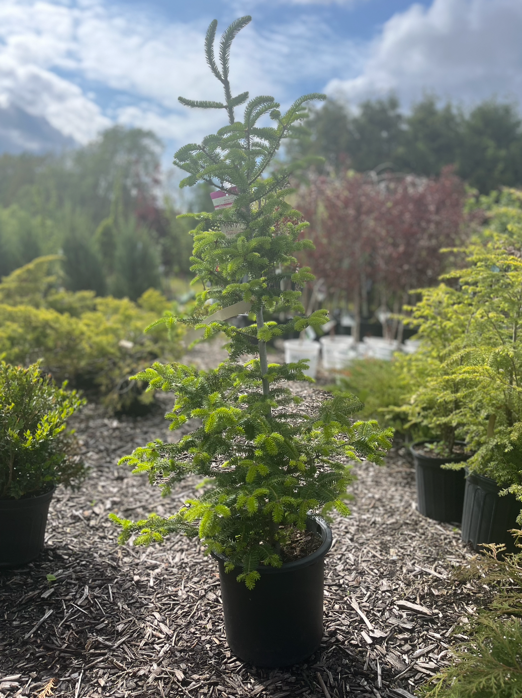 Balsam Fir | Abies balsamea