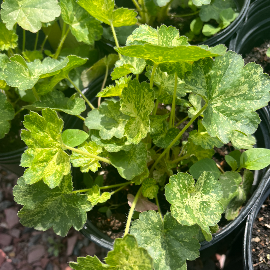 Hercules Coral Bells | Heuchera