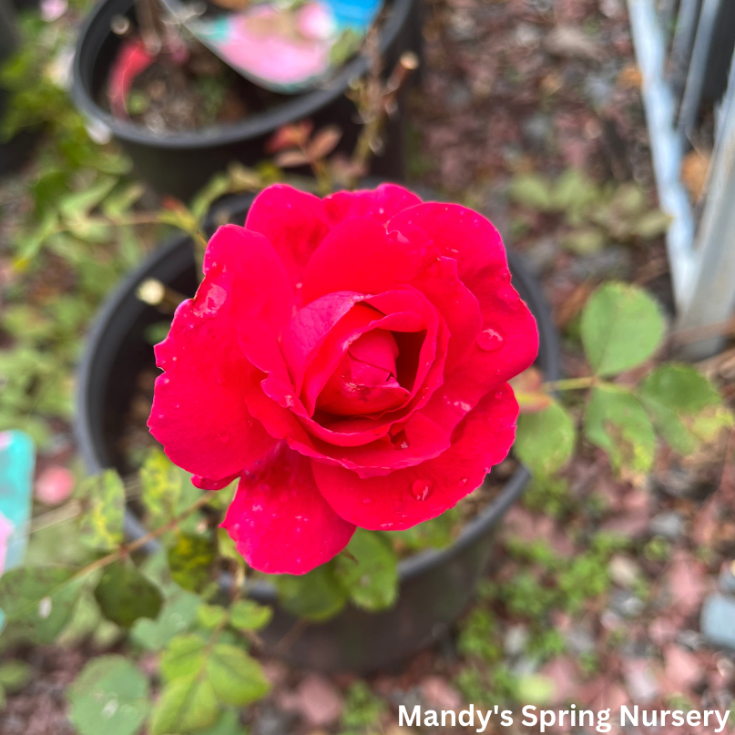 Winnipeg Parks Rose | Rosa