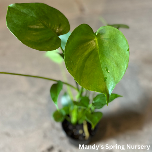 Swiss Cheese Plant | Monstera deliciosa