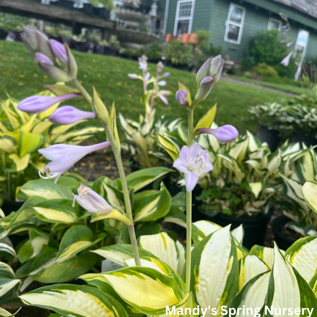 Orange Marmalade Hosta | Hosta 'Orange Marmalade'