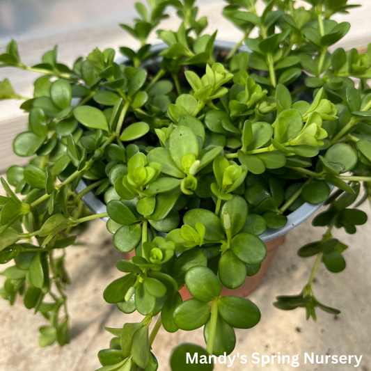 Peperomia Deppeana | Peperomia deppeana