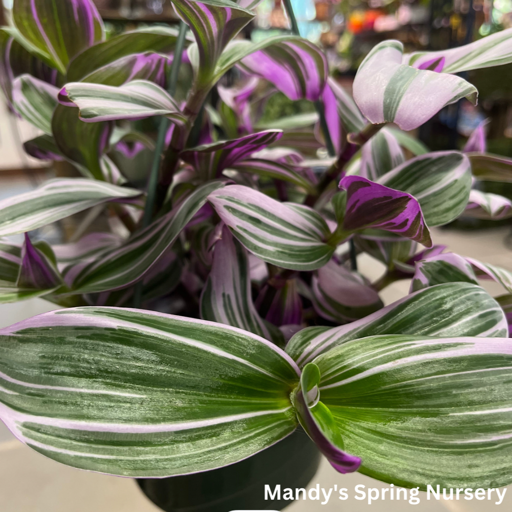 Nanouk Tradescantia | Tradescantia albiflora 'Nanouk'