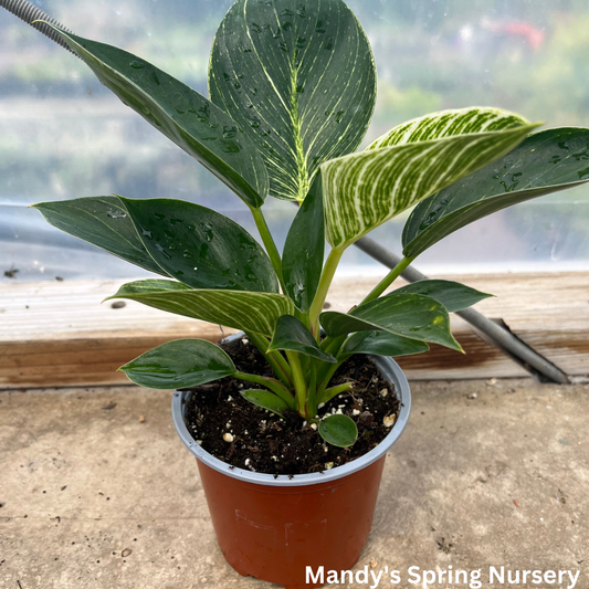 Birkin Philodendron | Philodendron 'Birkin'