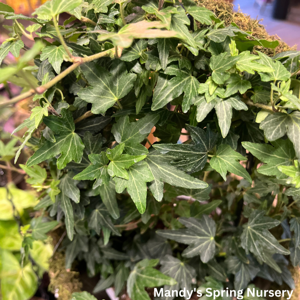 Ivy Assortment (Indoor) | Hedera helix (Assorted varieties)