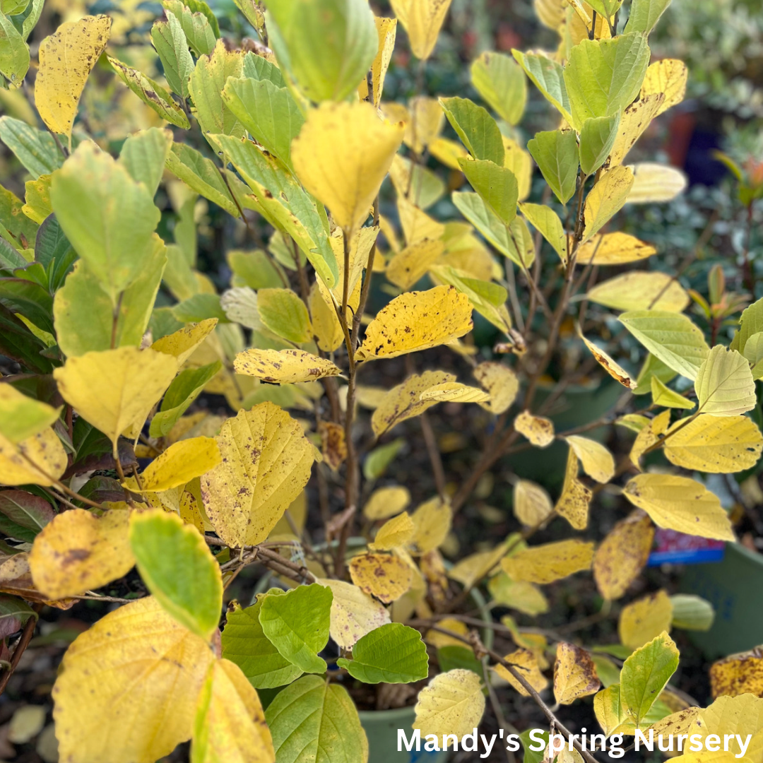 Witch Hazel | Hamamelis virginiana