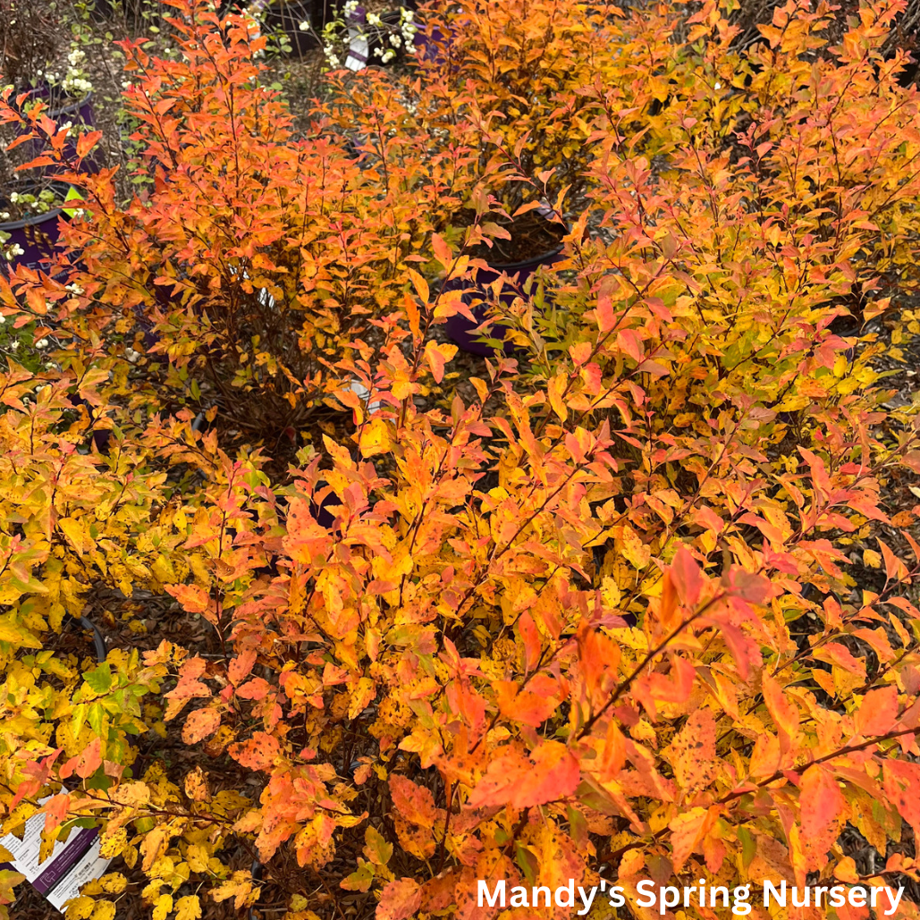 Lucky Devil Ninebark | Physocarpus Opulifolius 'Zlemichael'