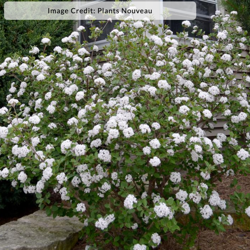 Sugar n' Spice® Korean Viburnum | Viburnum carlesii