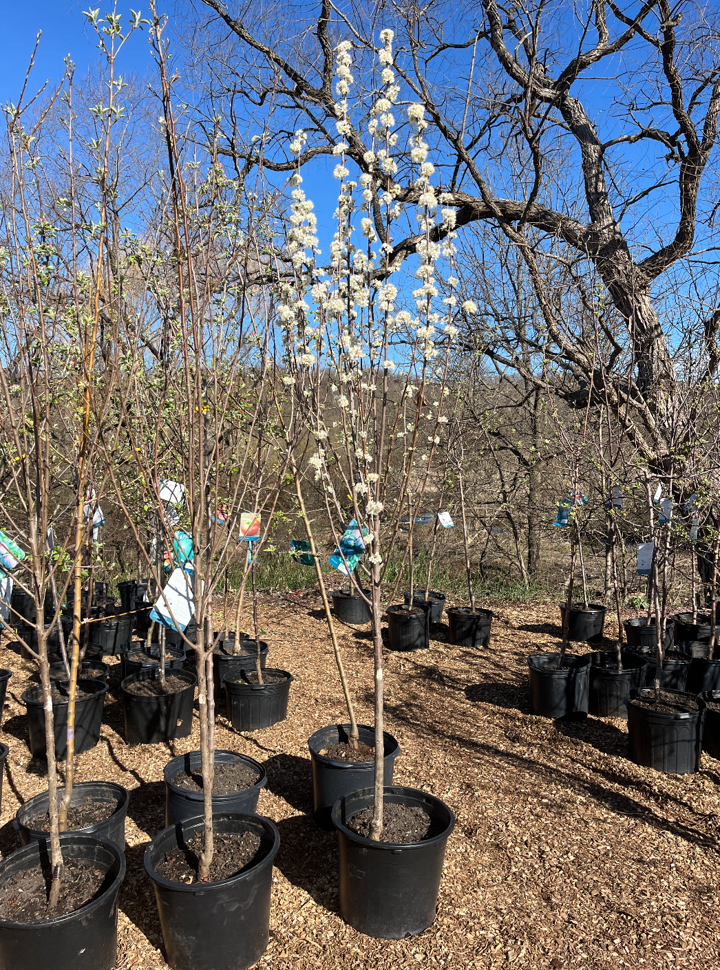 Toka Plum | Prunus